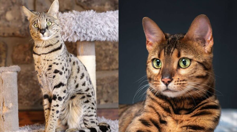 6 diferenças entre os gatos das raças savannah e bengal 