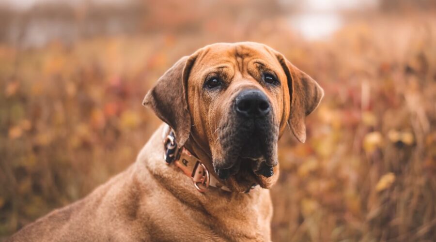 4 características do cachorro da raça tosa inu 