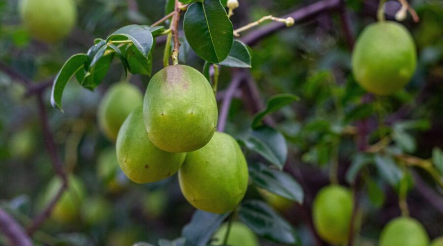 5 benefícios do umbu para a saúde