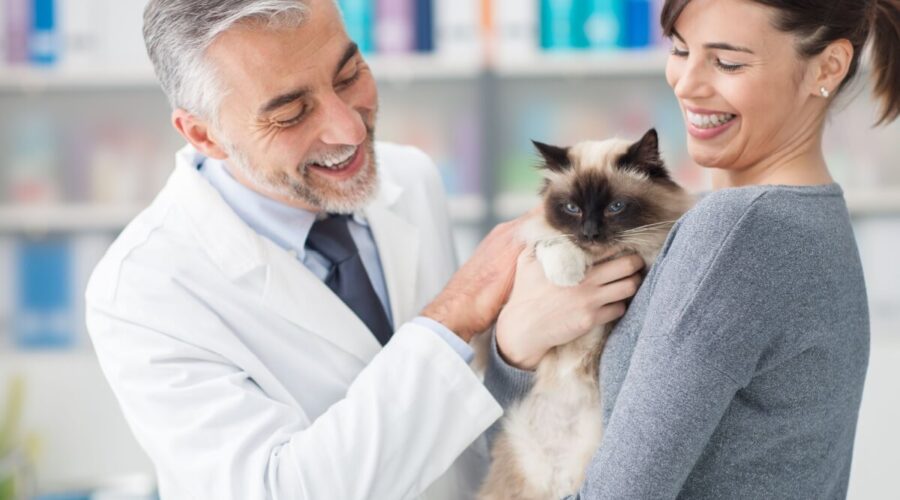 Veja como a castração ajuda a prevenir o câncer de mama em gatas