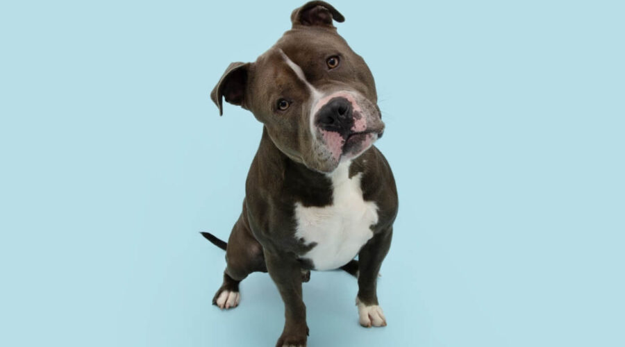 Seu cachorro é distraído? Confira 10 nomes perfeitos para ele