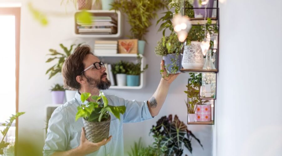 7 dicas simples para cuidar de plantas em casa