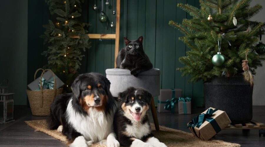 Natal com pets: 7 formas de decorar a casa sem riscos para os animais