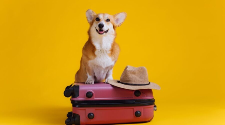 12 dicas para viajar com o pet com conforto e segurança