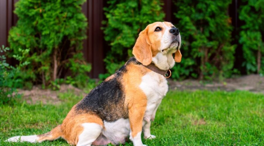 entenda cada etapa e os cuidados necessários