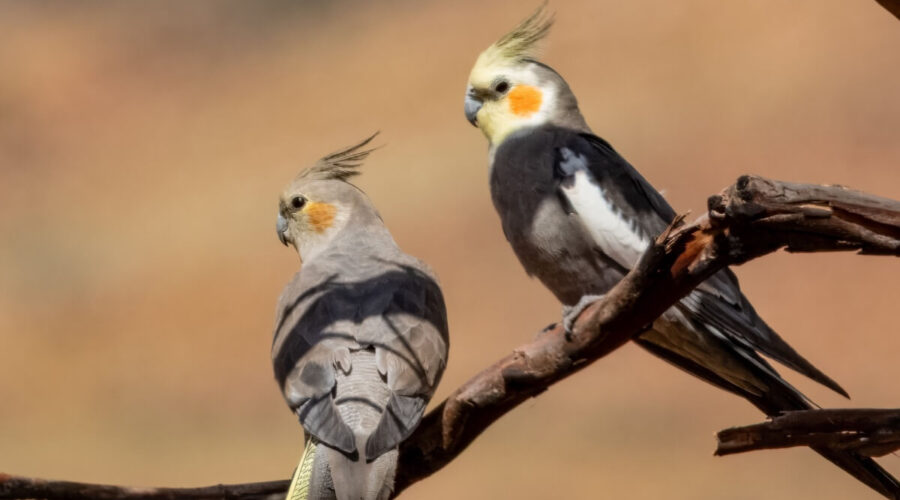 8 curiosidades interessantes sobre as calopsitas 