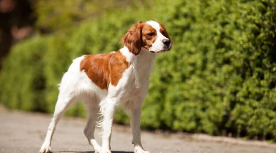 4 características do cachorro da raça spaniel bretão 