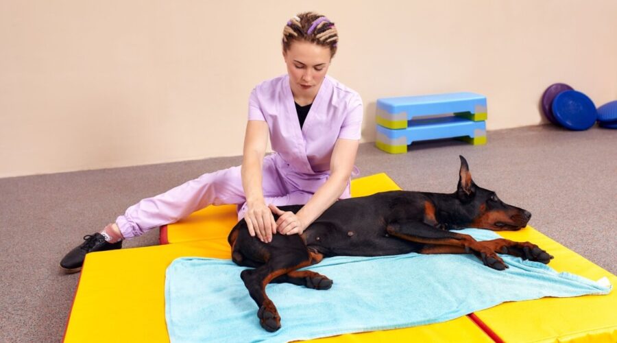 Fisioterapia para animais: conheça as opções e os benefícios