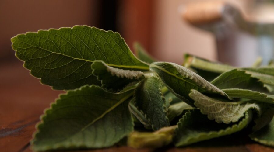 Banho de boldo: aprenda a afastar energias negativas