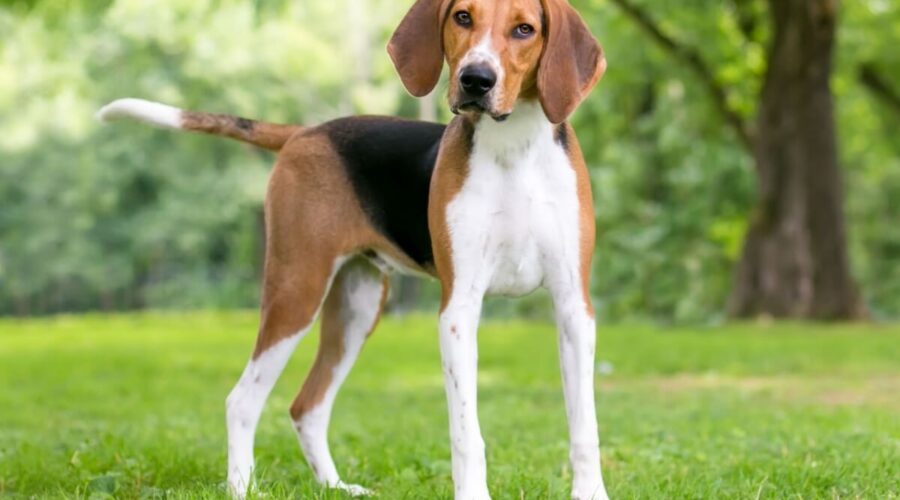 4 características do cachorro da raça foxhound americano