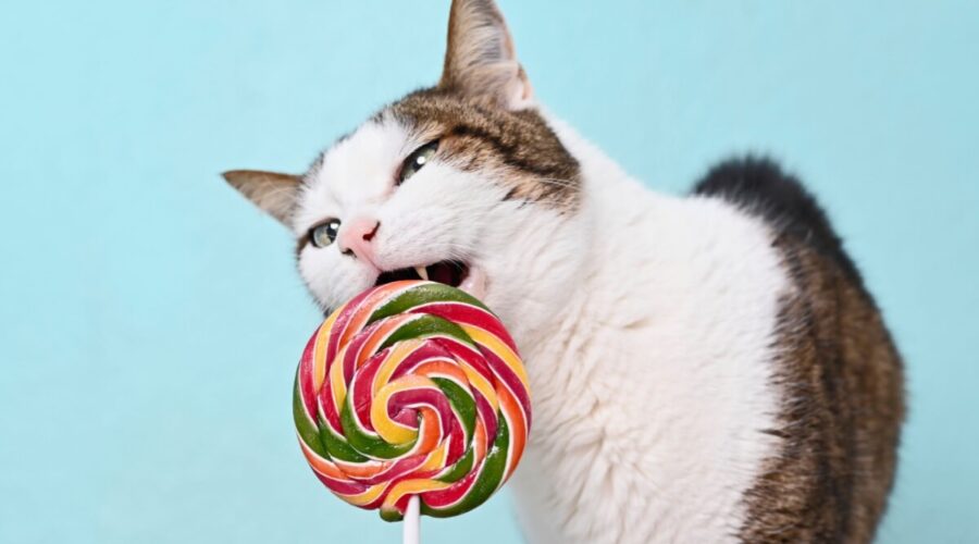 Gato pode comer doce? Entenda os riscos do açúcar para o animal