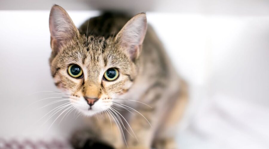 Seu gato é tímido? 10 nomes perfeitos para combinar com ele  