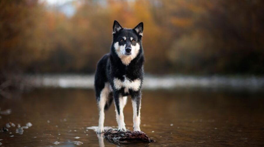 4 características do cachorro da raça pastor finlandês da lapônia 