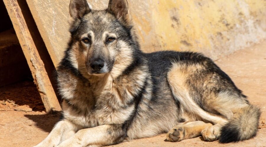 Pastor da Mantiqueira: conheça raça de cachorro que se destaca pela inteligência