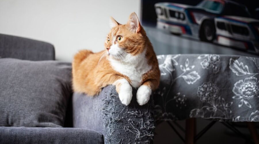 Seu gato arranha os móveis? Veja 7 explicações para esse comportamento 