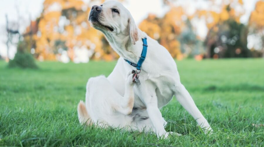 7 mitos sobre pulgas em animais de estimação 