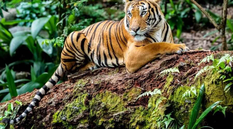 Maiores felinos do mundo: 8 curiosidades sobre os tigres