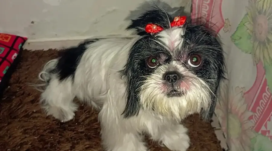 Procura-se por cadela que desapareceu no centro de Goianésia