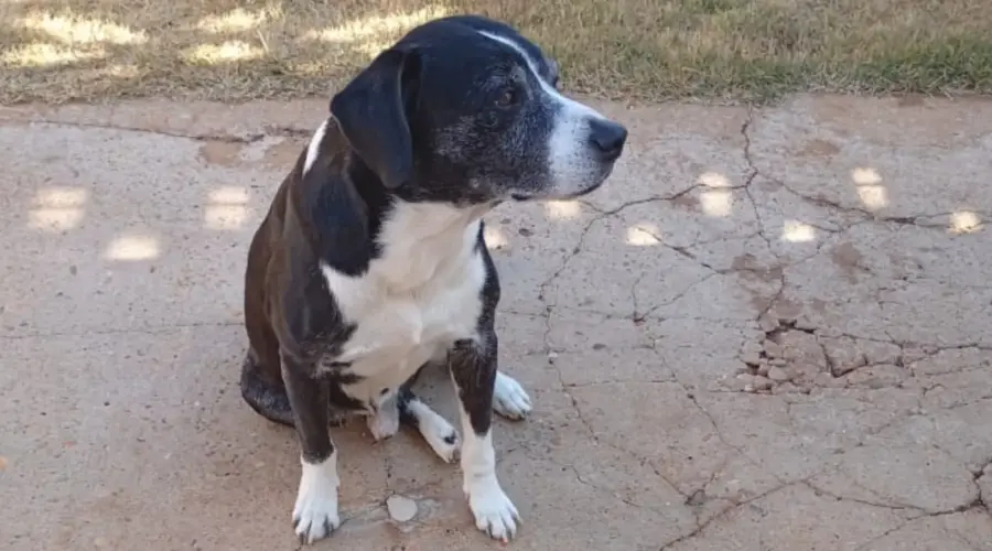Utilidade Pública: Procura-se por cachorro que desapareceu na região central de Goianésia