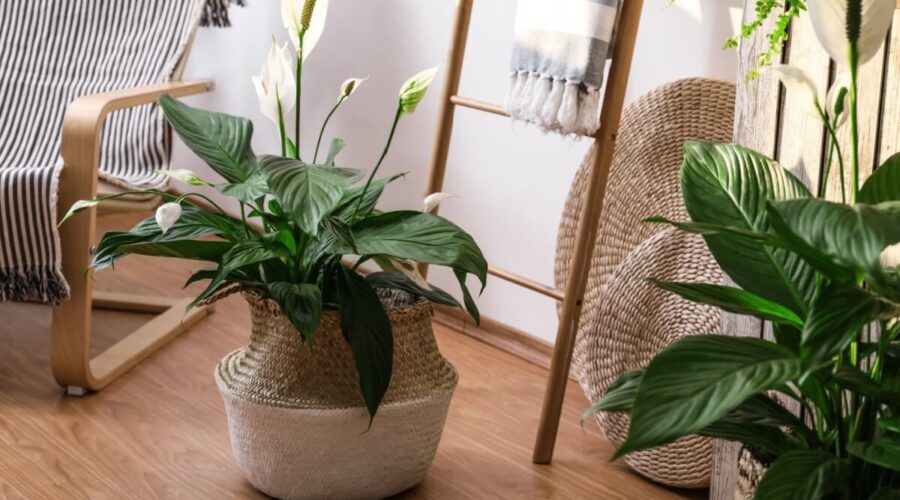 Afaste a inveja e o mau-olhado: 3 plantas e cristais para ter em casa