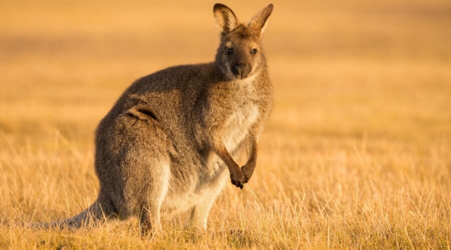 7 curiosidades interessantes sobre esses animais