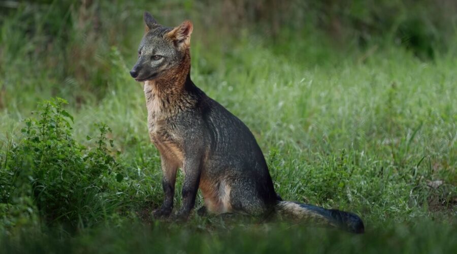 conheça esse animal silvestre da América do Sul