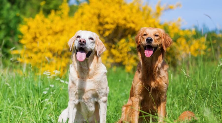 7 curiosidades que você precisa conhecer