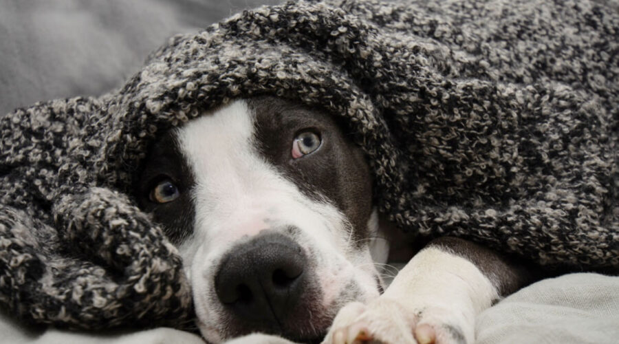 O impacto dos fogos de artifício nos animais: o que você precisa saber