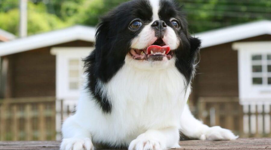 4 características do cachorro da raça spaniel japonês 