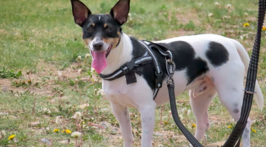 veja como escolher o modelo ideal