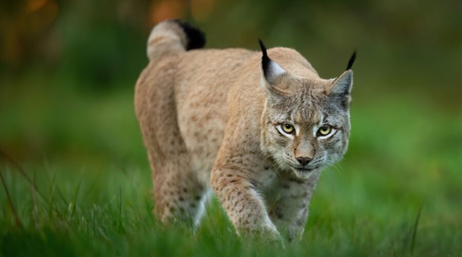 conheça esse felino com comportamentos surpreendentes 