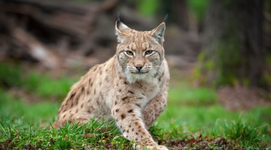 10 semelhanças entre gatos domésticos e felinos selvagens 