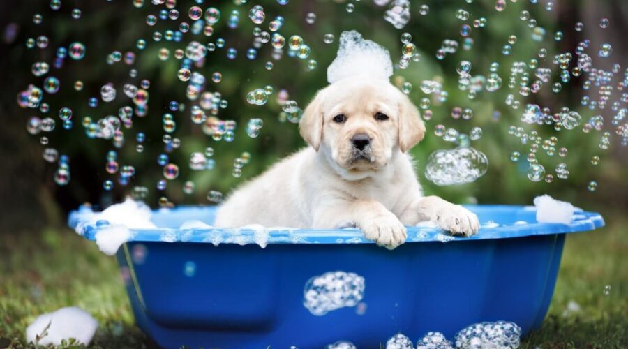 10 cuidados importantes no primeiro banho do cachorro filhote 