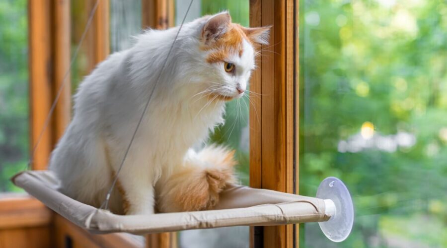 Seu gato é distraído? Veja 10 nomes perfeitos para ele