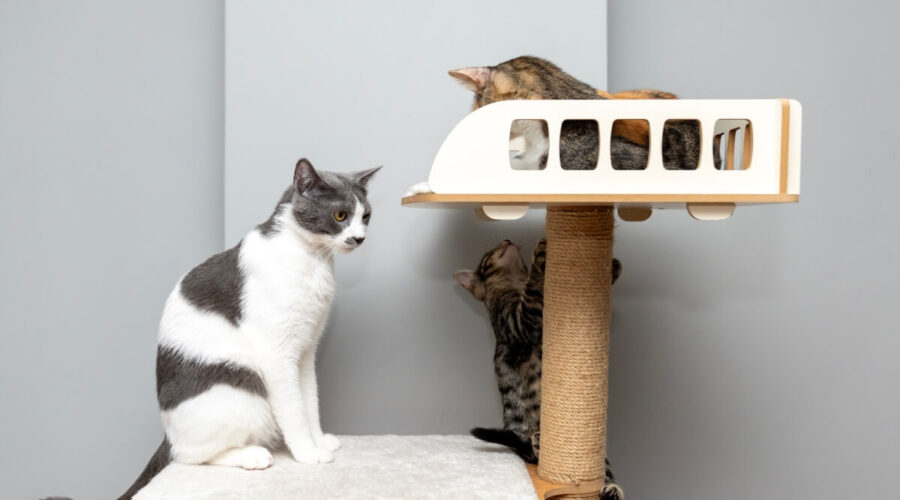 Como enriquecer o ambiente do seu gato: 6 ideias que ele vai adorar