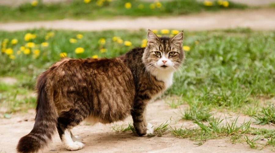 confira cada etapa e os cuidados necessários 