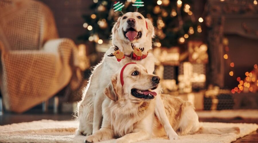 10 dicas para incluir o pet nas celebrações de Natal em família 