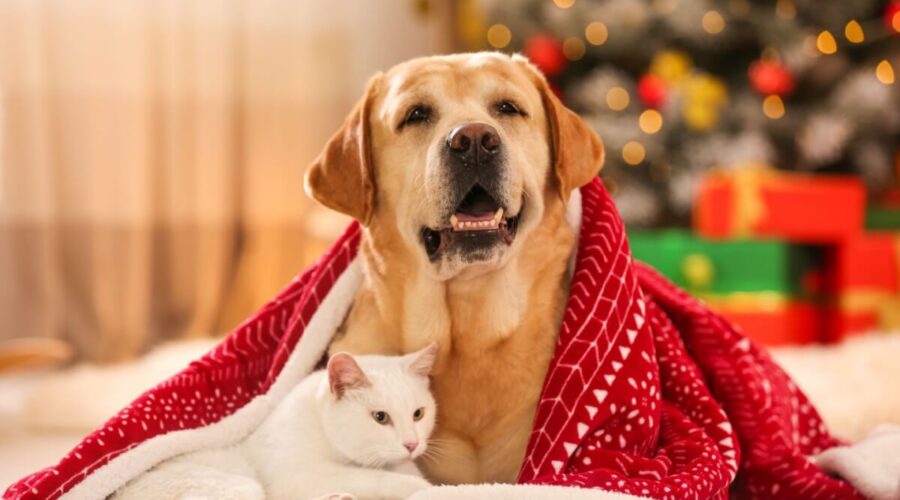 O que dar de Natal para seu pet? Veja 10 ideias criativas para cães e gatos