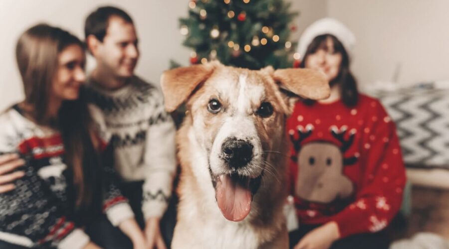 8 dicas para preparar o pet para receber visitas no Natal 