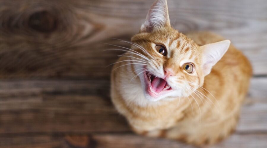 Seu gato gosta de miar? Confira 10 nomes que combinam com ele