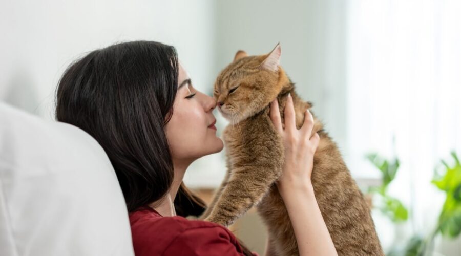 7 dicas para tornar o gato mais sociável