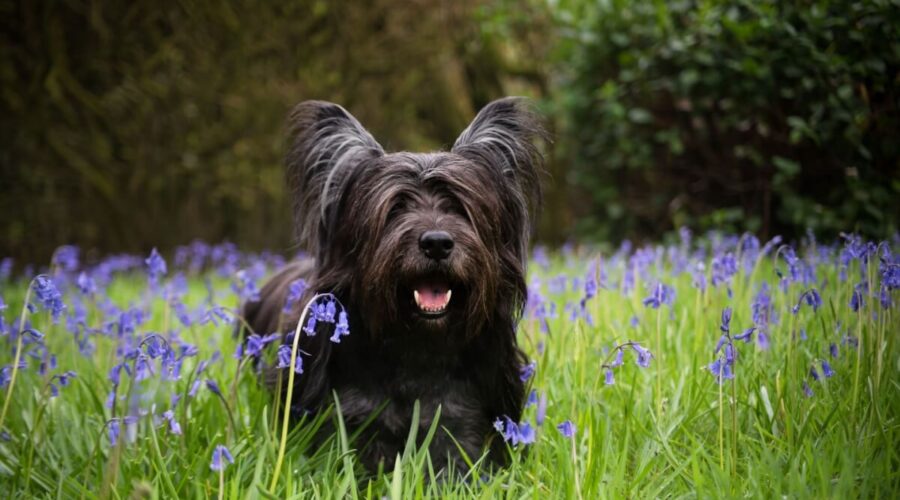 4 características do cachorro da raça skye terrier