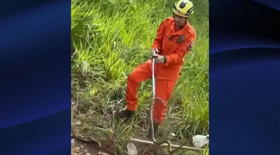 Bombeiros capturam cobra-cipó em Goianésia