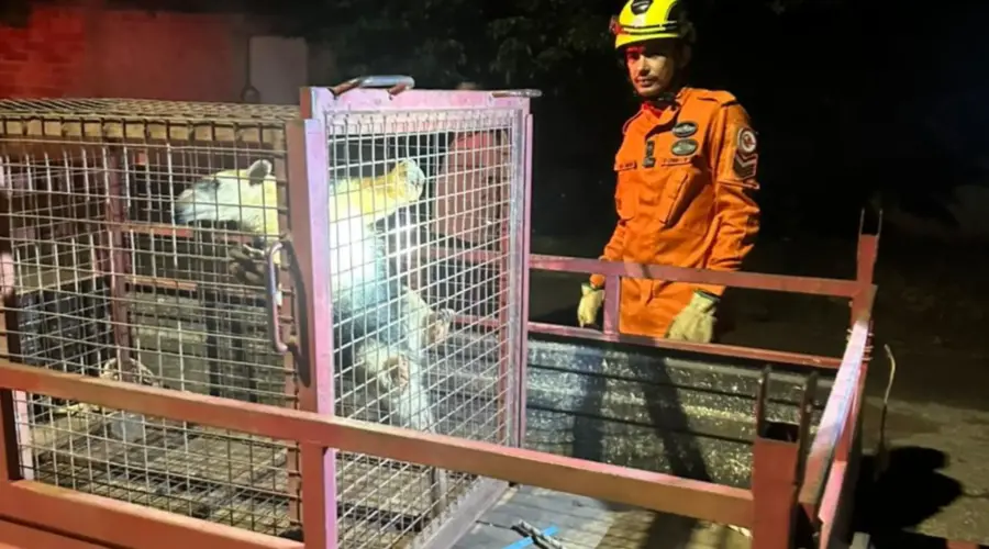 Bombeiros resgatam tamanduá-mirim em Goianésia