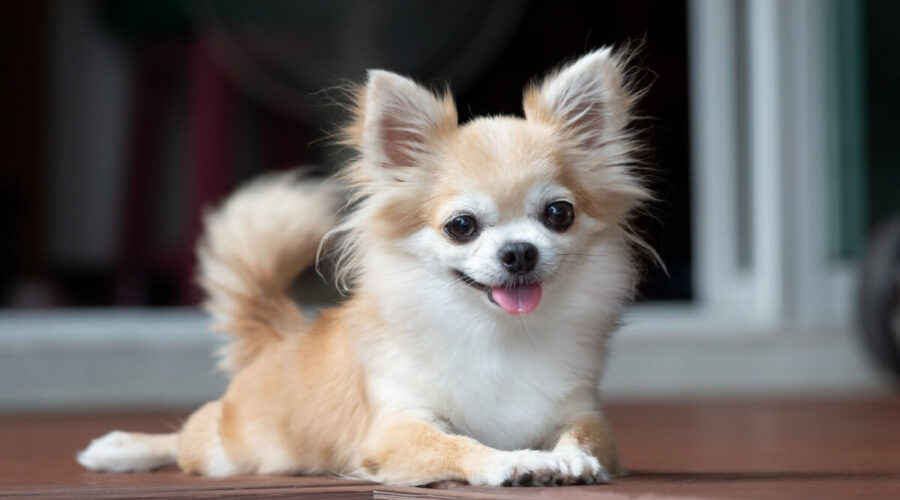 7 curiosidades sobre os cachorros de pequeno porte 