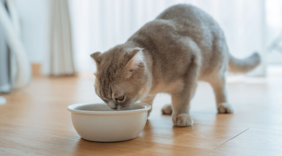 7 mitos comuns sobre alimentação para cães e gatos 