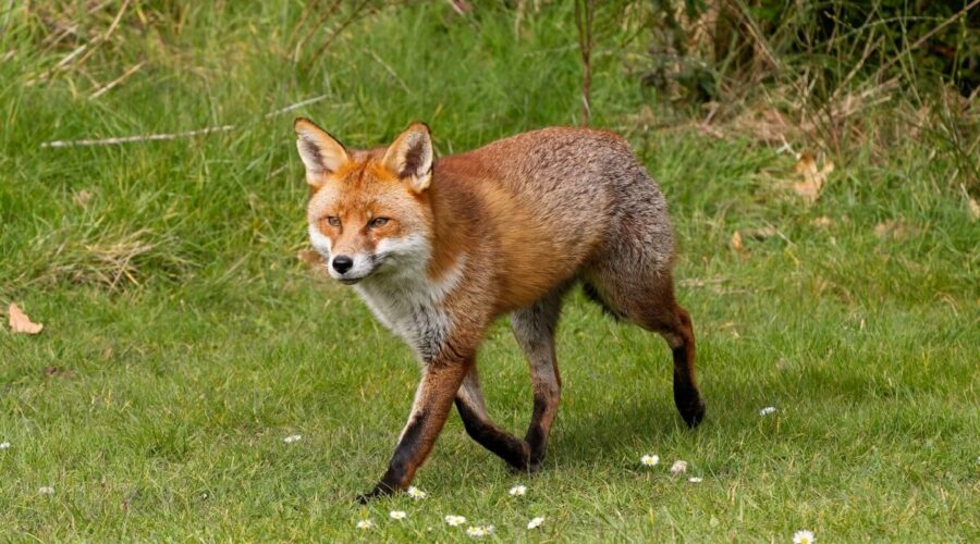 7 curiosidades interessantes sobre as raposas