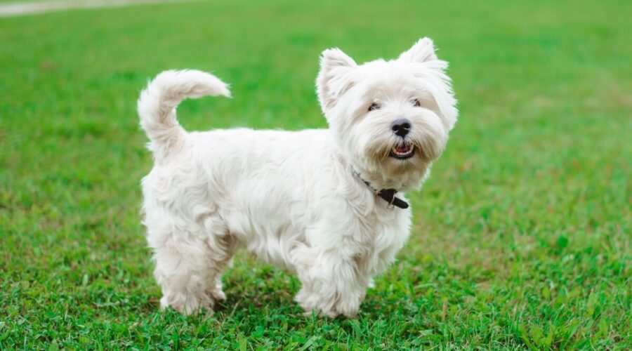 7 raças de cachorro pequenas e brancas