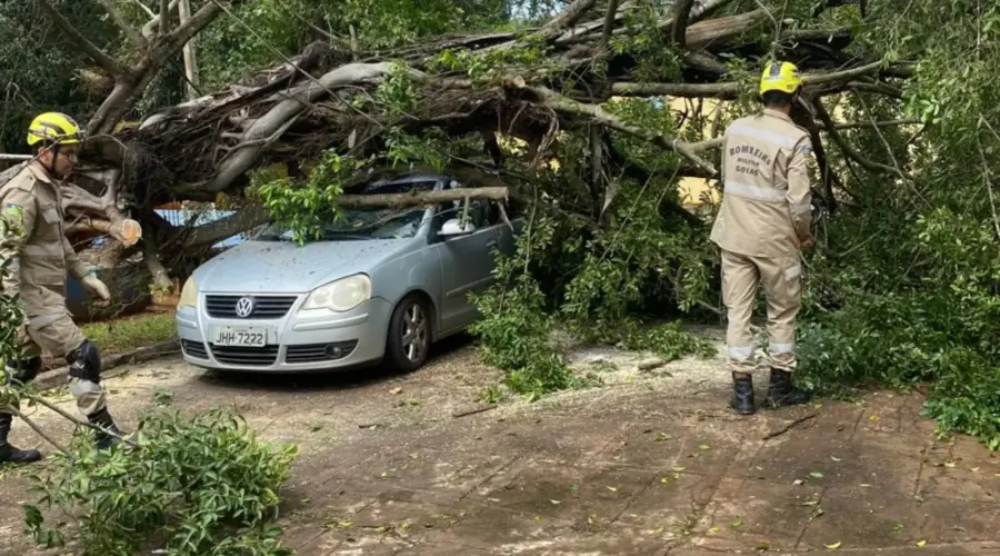 Queda de árvore atinge veículo na GO-080, em Goianésia
