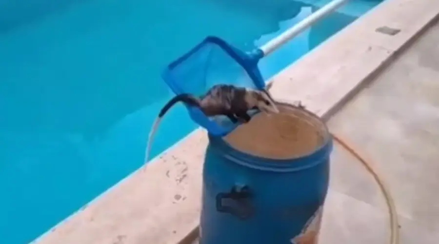 Bombeiros resgatam gambá em piscina em Goianésia